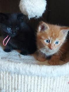 Maine Coon Mix Kitten