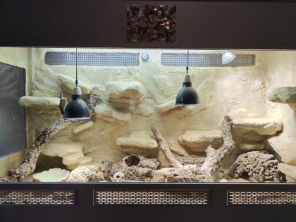 Bartagame (m) mit großem Terrarium, Quarantäneterrarium inkl. Beleuchtung und vi