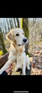 Golden Retriever Junge reinrassig