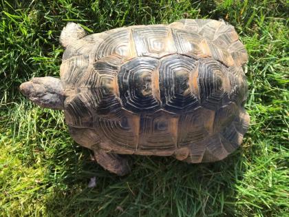 Griechische Landschildkröte, männl., 10 Jahre alt