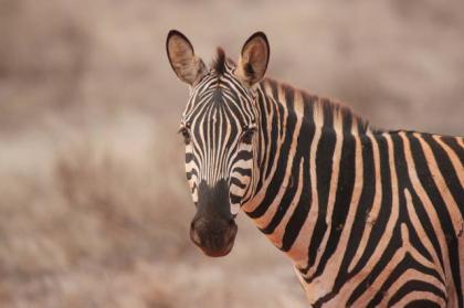 Urlaub in Kenia, Traumreise für die ganze Familie