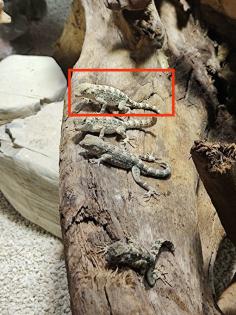 Skorpionschwanzgecko / Pristurus carteri 