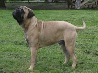 Reinrassige Bullmastiff Welpen von Championeltern 