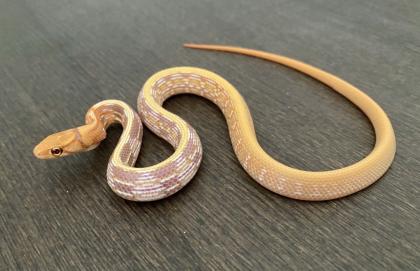 1.0 T+ Albino Strahlennatter (Coelognathus Radiatus) DNZ23