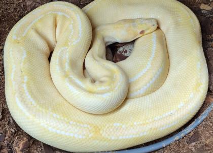 Königspython python regius 0.1