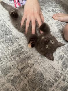 Britisch Kurzhaar BKH Katzenbaby Kätzchen Bicolor Chocolate Torty weis-schwarz w