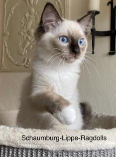 Ragdoll Kitten mit Stammbaum ! -Abgabebereit -