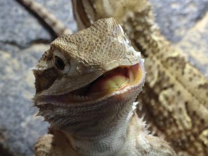 Zwergbartagamen ( Jungtiere ) Pogona Henrylawsoni - Berlin !