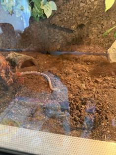 2 Kornnattern + Hochwertiges Terrarium zu verkaufen