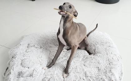 Italienisches Windspiel... Italian Greyhound