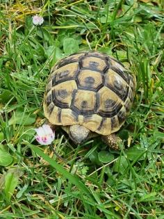 Landschildkröte THB