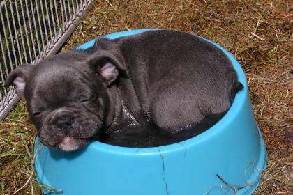 Französischen Bulldogge in blau Farbe