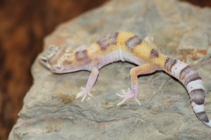 Leopardgecko Super Giant 0.1