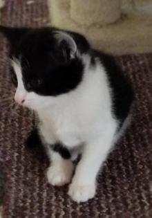 Katzenbabys schwarz-weiß zur baldigen Abgabe