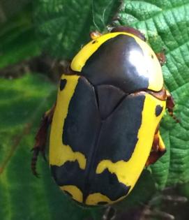 Pachnoda sinuata flaviventris - Rosenkäfer Südafrikanischer Fruchtkäfer