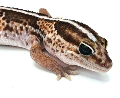 Afrikanischer Fettschwanzgecko (African Fat Tail) Classic Stripe Männchen 2024