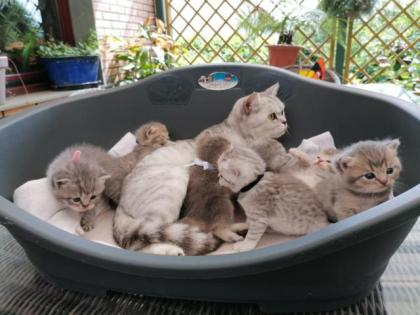 BKH Kitten o.P.