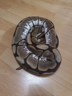 0.3 Königspython Spider HC Albino Butter inkl. Terrarack