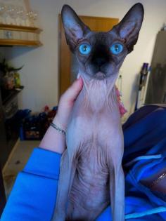 Sphynx Sphinx Katze Katzendame 