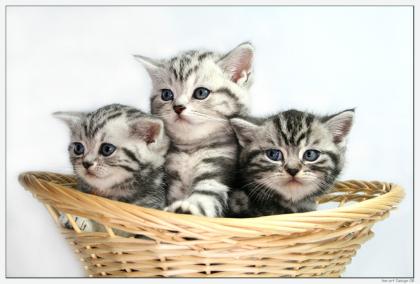 Träume in Marmor! Britisch Kurzhaar Babys silver-tabby