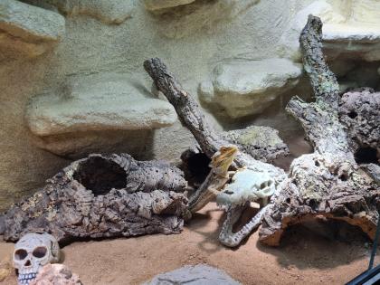 Bartagame (m) mit großem Terrarium, Quarantäneterrarium inkl. Beleuchtung und vi