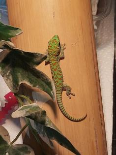 Phelsuma grandis - Madagaskar Taggecko