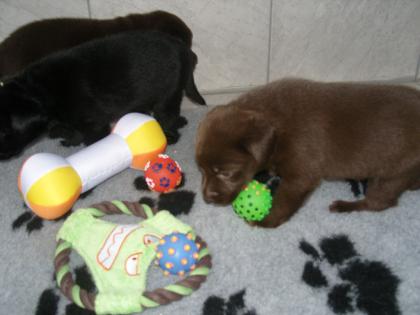 Labrador Retriever Welpen in schwarz und schoko