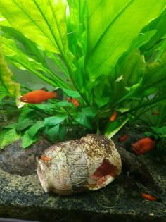 Platy-Fische zu verkaufen (Wagtail - orange-schwarz)
