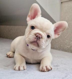 Französische Bulldog Welpen