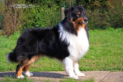 Australian Shepherd Deckrüde 