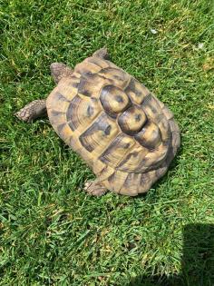 Adulte Griechische Landschildkröten zu verkaufen