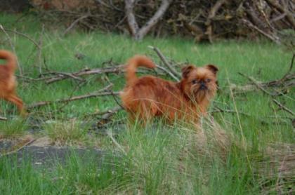 Zwerggriffon Welpen Belgischer und Petit Brabançon Griffon