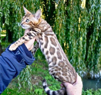 Wunderschöne rossetted Bengal Babies suchen ein neues zu Hause!