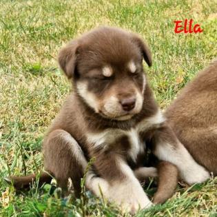 Labradormix Welpen Hündin