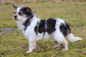 PANDASCH -  männlich  5 Jahre  27 cm  5 kg  Yorki-Mix  Gechipt  Kastriert