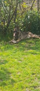Deutscher Schäferhund in Liebe Hände abzugeben 