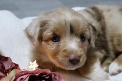 Miniature Australian Shepherd Welpen