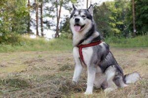 MuBalu -  männlich  2 Jahre  65 cm  40 kg  Alaskan Malamute  Gechipt  Kastriert