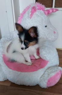 Papillon  Mädchen