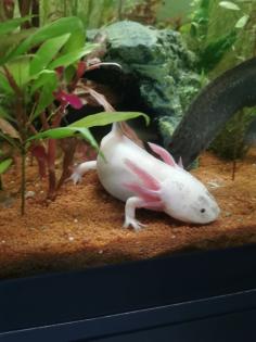 Axolotl 4 stk zu verkaufen