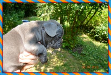 Französischen Bulldogge in blau Farbe