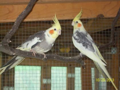 Verkaufe zuchtreife Nymphensittiche aus Aussenvolierenhaltung und neues Vogelzub