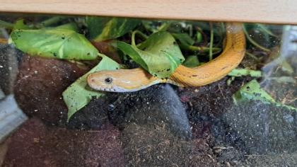 Großes Terrarium mit zwei weiblichen Kornnattern