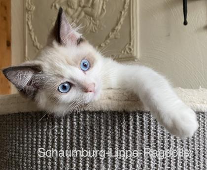 Ragdoll Kitten mit Stammbaum ! -Abgabebereit -