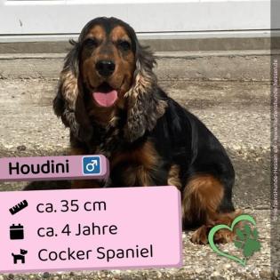 Houdini - netter, sozialer Rüde
