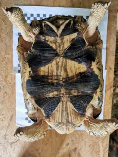 Geochelone Radiata 0.4 weibchen