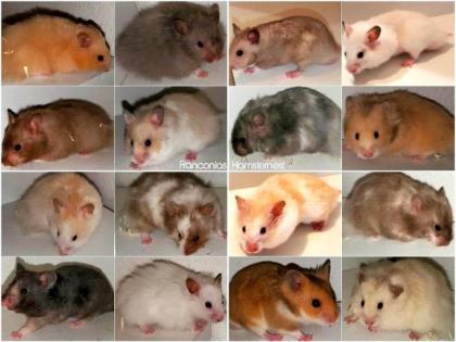 Gesunde & handzahme Hamster Jungtiere aus liebevoller Hamsterzucht - Hamsterbaby