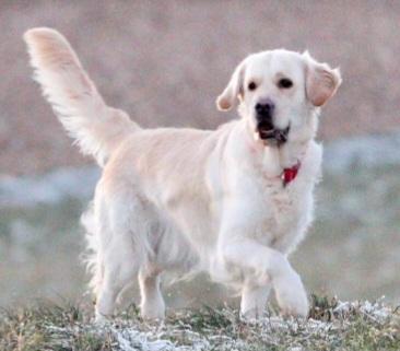 Wurfankündigung Golden Retriever Welpen für Mitte Dezember 2024