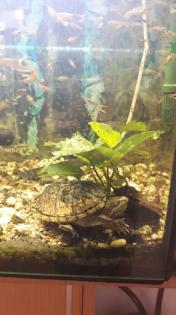 Wasserschildkröte inkl. Aquarium & Zubehör