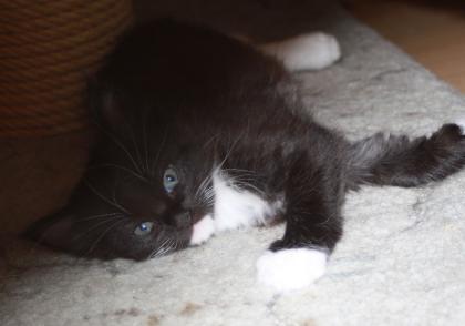 Maine Coon Mädchen in seltener Farbe sucht Schmuseplatz. Ideal als Zweitkatze